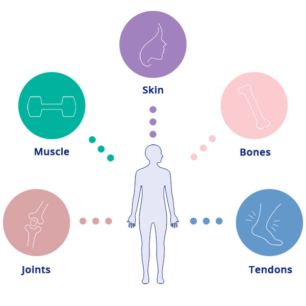 Figure 2 Collagen in different parts of the human body