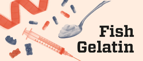 fish gelatin