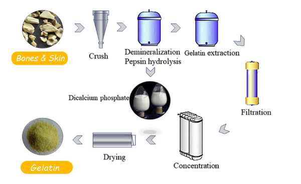 gelatin production